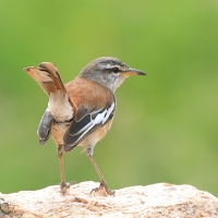 Drozdówka jasna - Cercotrichas leucophrys - White-browed Scrub Robin