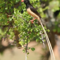 Wdówka płowosterna - Vidua fischeri - Straw-tailed Whydah