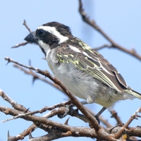 Głowaczek mały - Tricholaema melanocephala - Black-throated Barbet