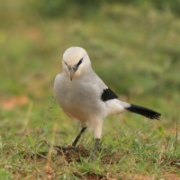 Abisyniak - Zavattariornis stresemanni - Stresemann's Bush-Crow