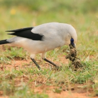Abisyniak - Zavattariornis stresemanni - Stresemann's Bush-Crow