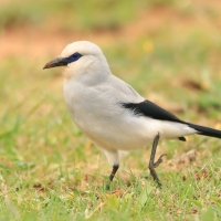 Abisyniak - Zavattariornis stresemanni - Stresemann's Bush-Crow