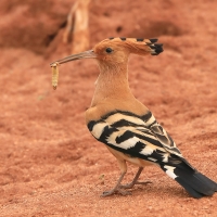Dudek - Upupa epops - Common Hoopoe