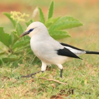 Abisyniak - Zavattariornis stresemanni - Stresemann's Bush-Crow