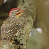 Dzięciolik moręgowany - Geocolaptes nubicus - Nubian Woodpecker