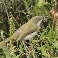 Nikornik żółtopierśny - Apalis flavida - Yellow-breasted Apalis