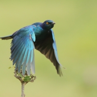 Błyszczak stalowy - Lamprotornis chalybaeus - Greater Blue-eared Starling