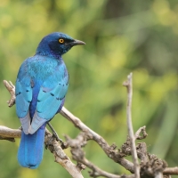 Błyszczak stalowy - Lamprotornis chalybaeus - Greater Blue-eared Starling