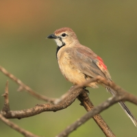 Dzierzbik czerwonogardły - Rhodophoneus cruentus - Rosy-patched Bush-shrike