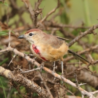 Dzierzbik czerwonogardły - Rhodophoneus cruentus - Rosy-patched Bush-shrike