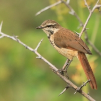Palmodrozd plamisty - Cichladusa guttata - Spotted Palm Thrush