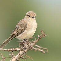 Mucharka szara - Bradornis microrhynchus - African Grey Flycatcher