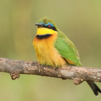 Żołna mała - Merops pusillus - Little Bee-eater