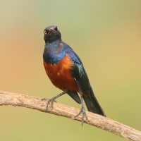 Błyszczak strojny - Lamprotornis shelleyi - Shelley's Starling