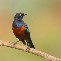 Błyszczak strojny - Lamprotornis shelleyi - Shelley's Starling