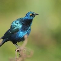 Błyszczak stalowy - Lamprotornis chalybaeus - Greater Blue-eared Starling