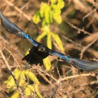 Błyszczak purpurowosterny - Lamprotornis purpuroptera - Rüppell's Glossy Starling