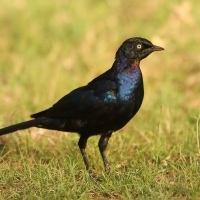 Błyszczak purpurowosterny - Lamprotornis purpuroptera - Rüppell's Glossy Starling