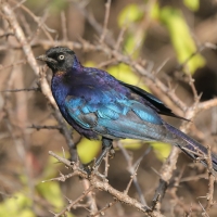 Błyszczak purpurowosterny - Lamprotornis purpuroptera - Rüppell's Glossy Starling