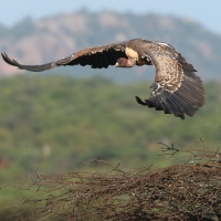 Sęp plamisty - Gyps rueppelli - Rüppell's Vulture