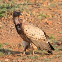 Sęp afrykański - Gyps africanus - White-backed Vulture