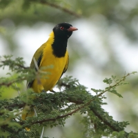Wilga czarnogłowa - Oriolus larvatus - African Black-headed Oriole