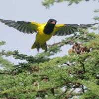 Wilga czarnogłowa - Oriolus larvatus - African Black-headed Oriole