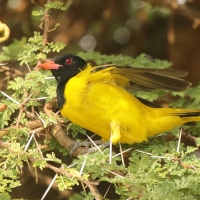 Wilga czarnogłowa - Oriolus larvatus - African Black-headed Oriole