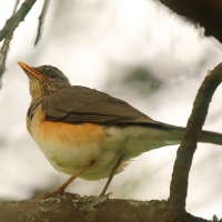Drozd żółtodzioby - Turdus pelios - African Thrush