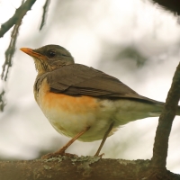 Drozd żółtodzioby - Turdus pelios - African Thrush