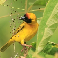 Wikłacz maskowy - Malimbus velatus - Southern Masked Weaver