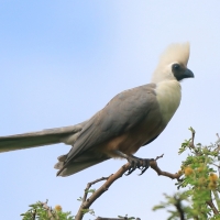 Hałaśnik maskowy - Corythaixoides personatus - Bare-faced Go-away-bird