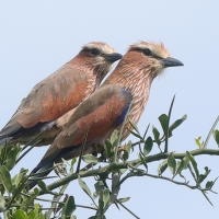 Kraska kreskowana - Coracias naevius - Rufous-crowned Roller