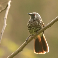 Tymal łuskowany - Turdoides squamulata - Scaly Babbler