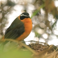 Złotokos rdzawobrzuchy - Cossypha semirufa - Rüppell's Robin Chat
