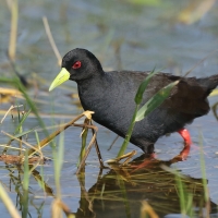 Kureczka czarna - Zapornia flavirostra - Black Crake