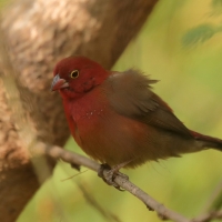 Amarantka czerwonodzioba - Lagonosticta senegala - Red-billed Firefinch