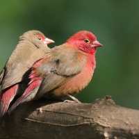Amarantka czerwonodzioba - Lagonosticta senegala - Red-billed Firefinch