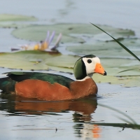 Kaczuszka afrykańska - Nettapus auritus - African Pygmy Goose