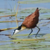 Długoszpon afrykański - Actophilornis africanus - African Jacana