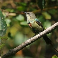 Nektarnik piękny - Cinnyris pulchellus - Beautiful Sunbird