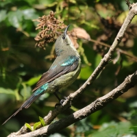 Nektarnik piękny - Cinnyris pulchellus - Beautiful Sunbird