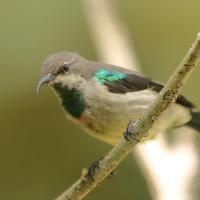 Nektarnik piękny - Cinnyris pulchellus - Beautiful Sunbird