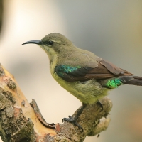 Nektarnik piękny - Cinnyris pulchellus - Beautiful Sunbird