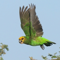 Afrykanka żółtogłowa - Poicephalus flavifrons - Yellow-fronted Parrot