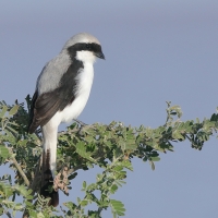 Dzierzba srokoszowata - Lanius excubitoroides - Grey-backed Fiscal