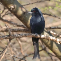 Dziwogon żałobny - Dicrurus adsimilis - Fork-tailed Drongo