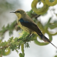 Nektarnik piękny - Cinnyris pulchellus - Beautiful Sunbird