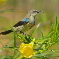 Nektarnik piękny - Cinnyris pulchellus - Beautiful Sunbird