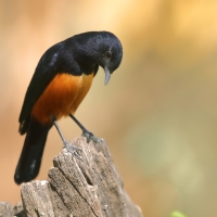 Smolarek rdzawobrzuchy - Thamnolaea cinnamomeiventris - Mocking Cliff Chat
